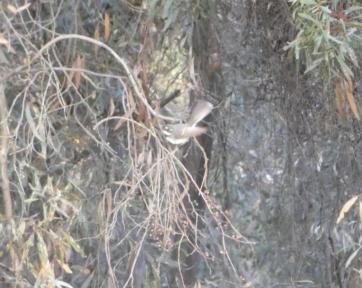 Gray Fantail (alisteri) - ML644509719