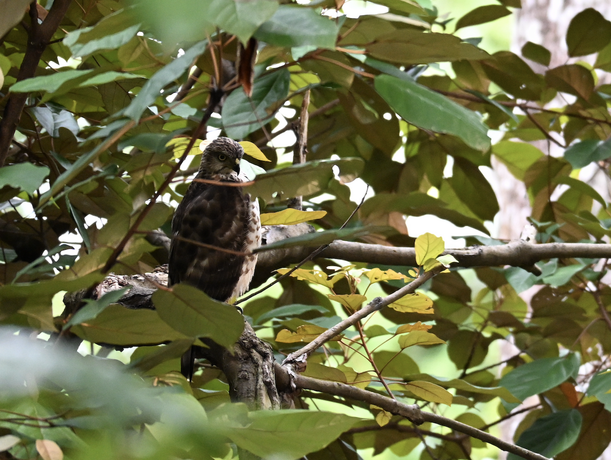 Crested Goshawk - ML644509720