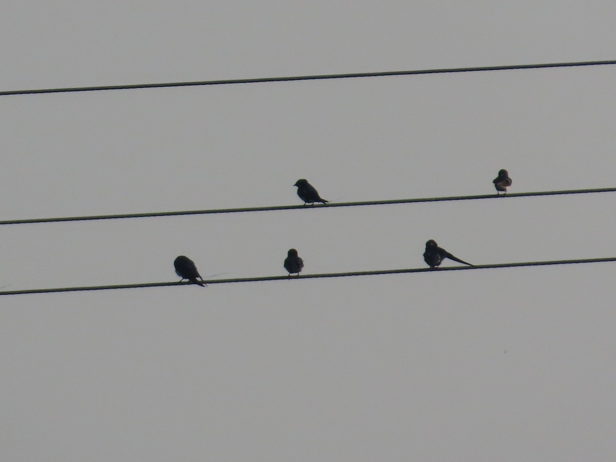 trådstjertsvale - ML644509735