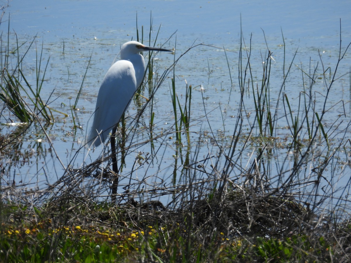 silkehegre - ML644509740