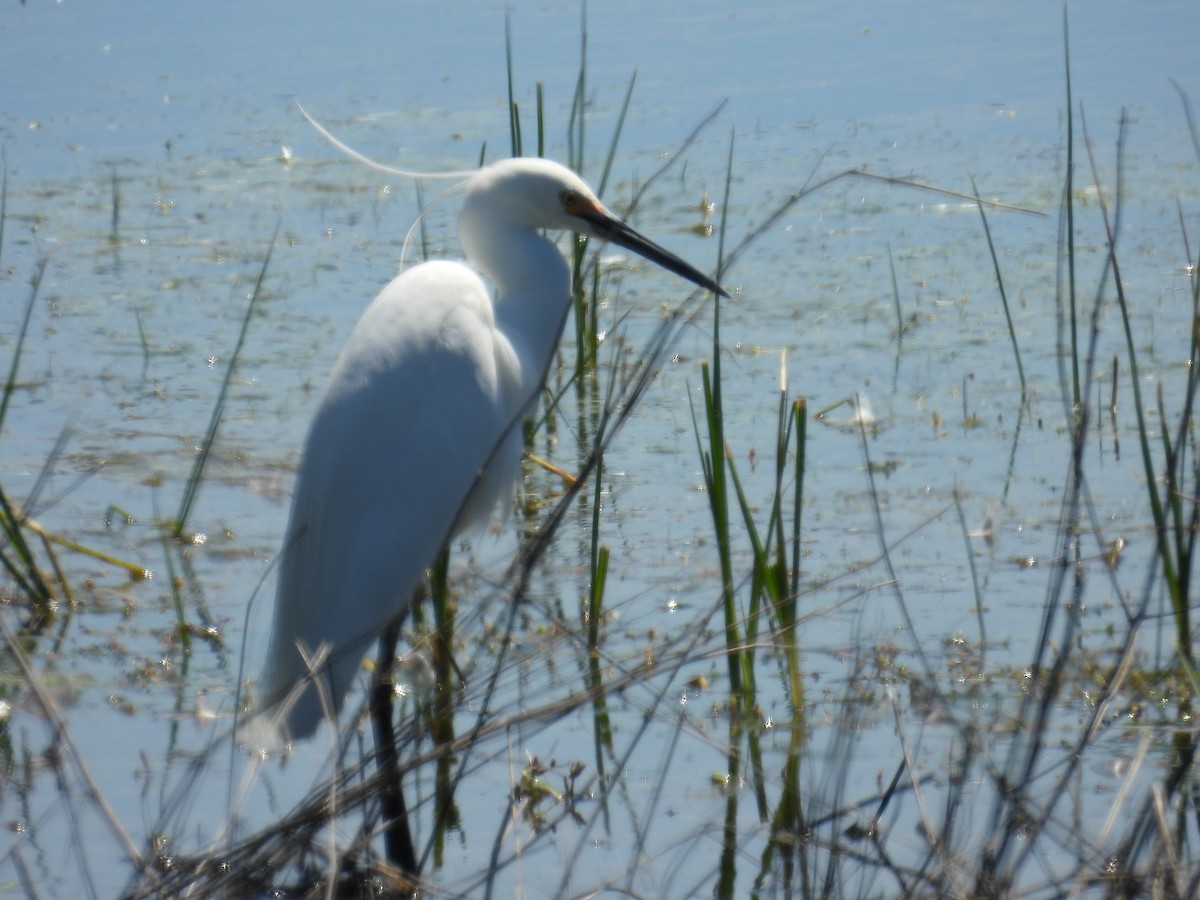 silkehegre - ML644509742