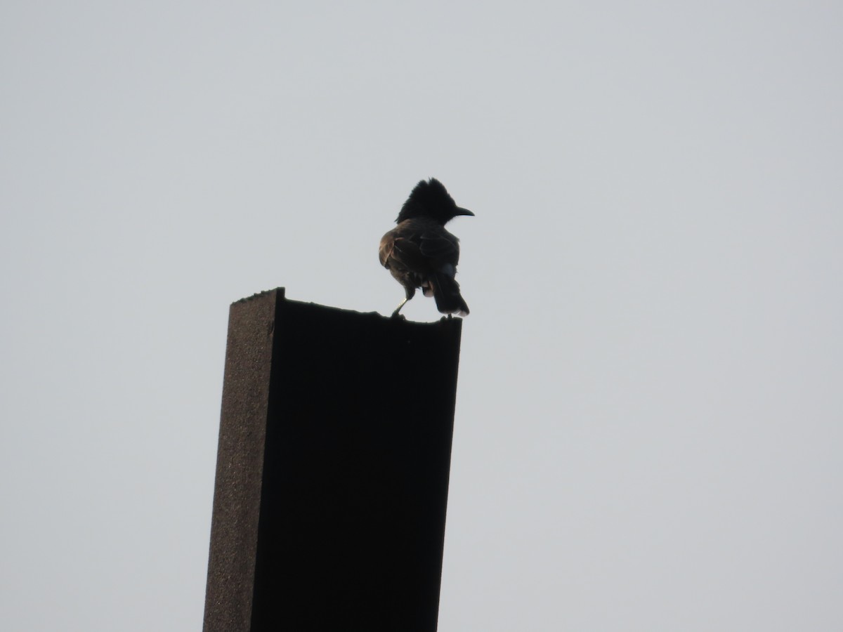 Red-vented Bulbul - ML644509744