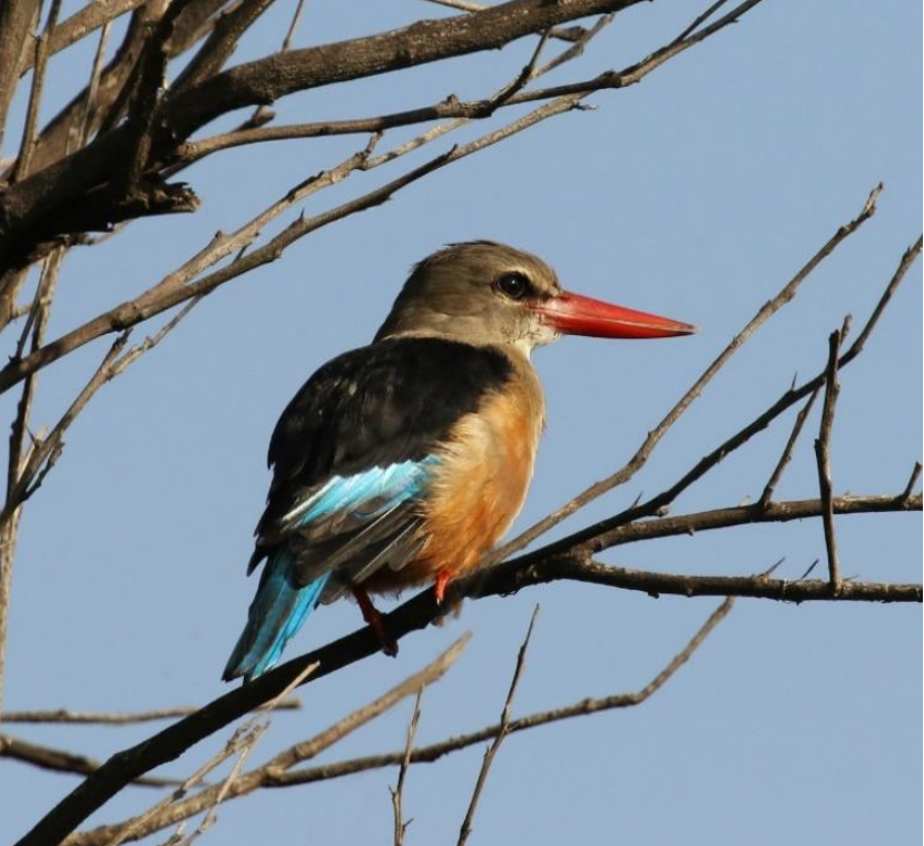Martin-chasseur à tête grise - ML644509745