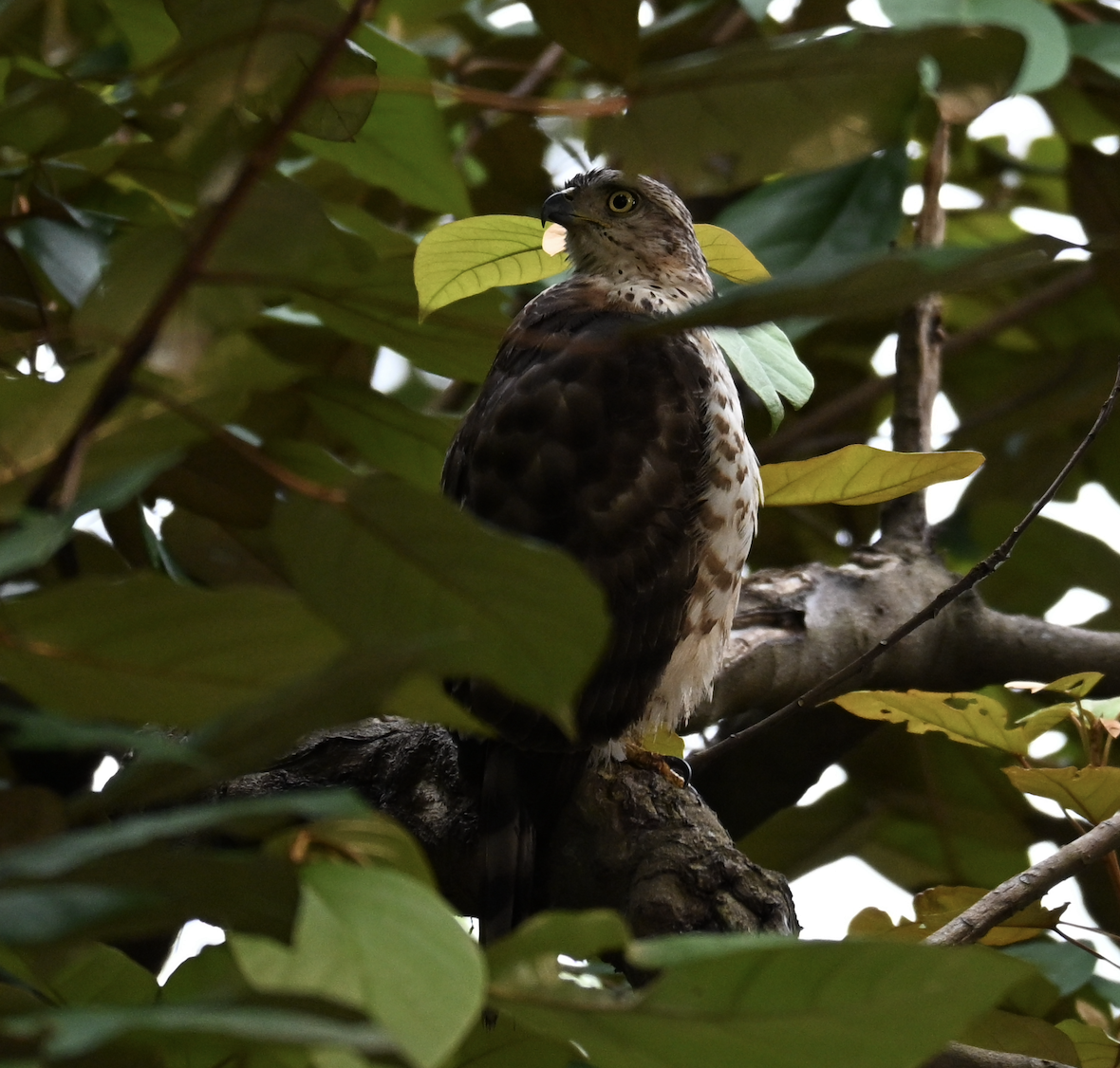Crested Goshawk - ML644509746