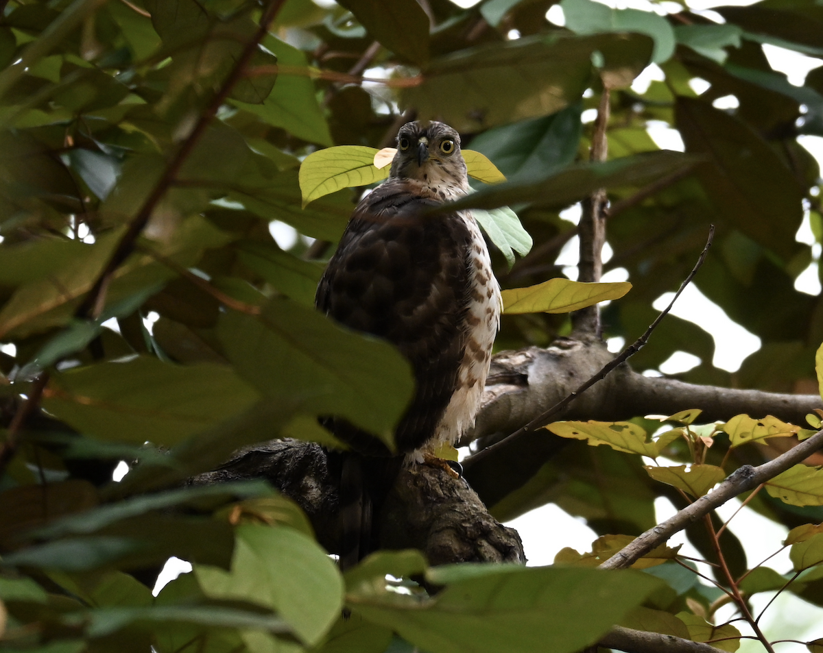 Crested Goshawk - ML644509747