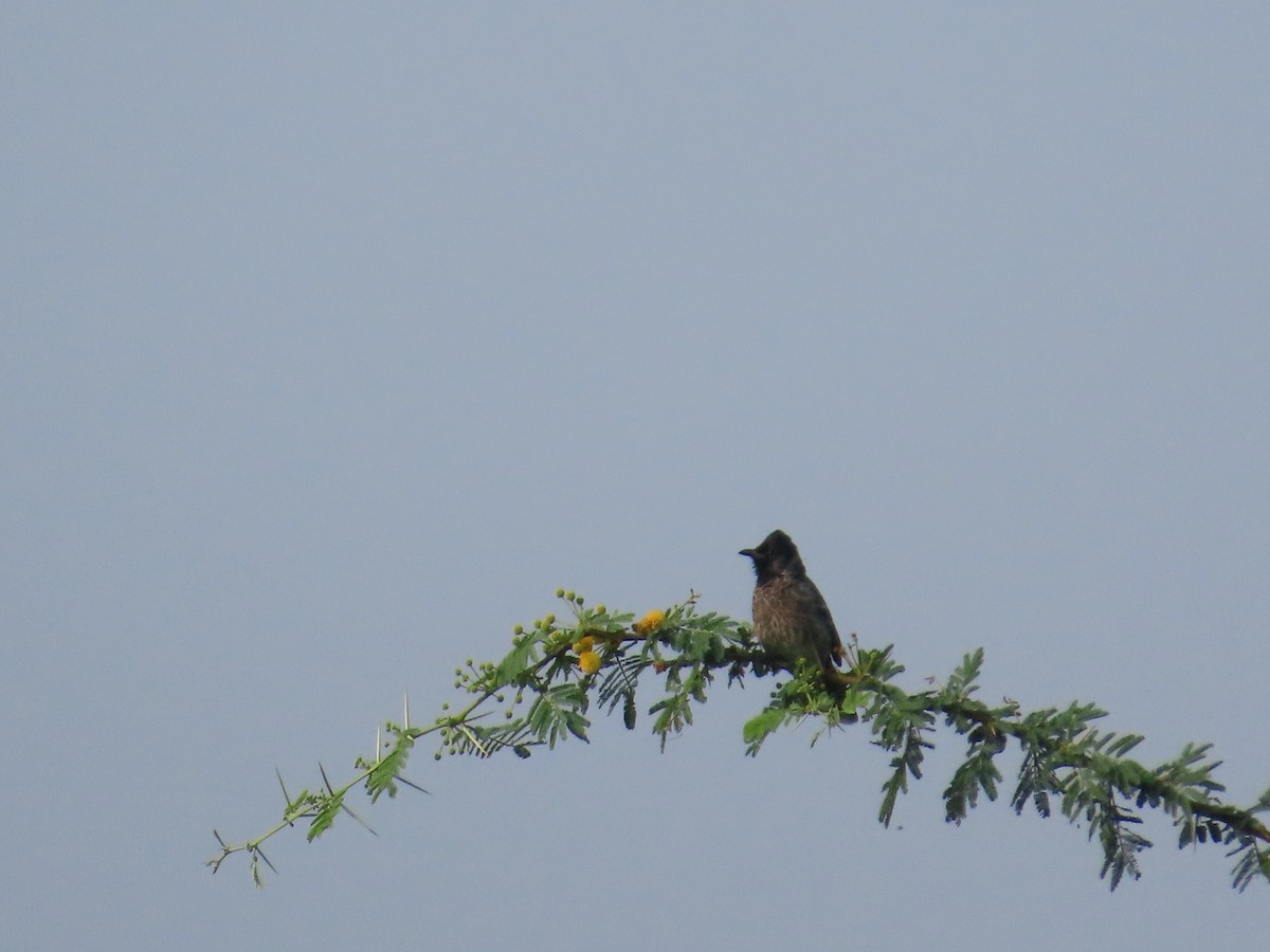 Red-vented Bulbul - ML644509748
