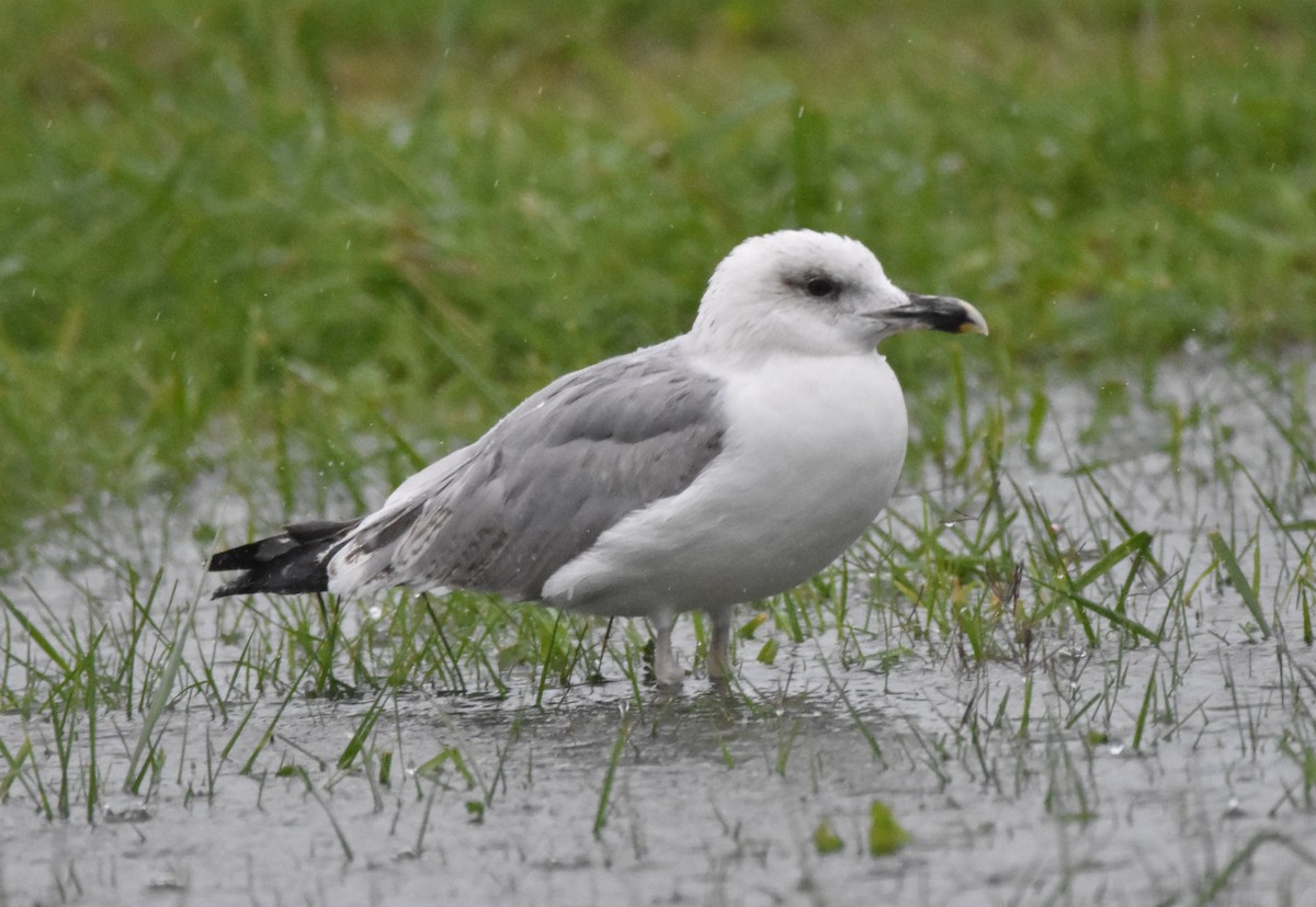 Yellow-legged Gull - ML644509749
