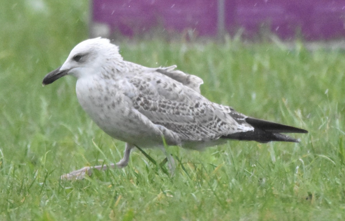 Yellow-legged Gull - ML644509751