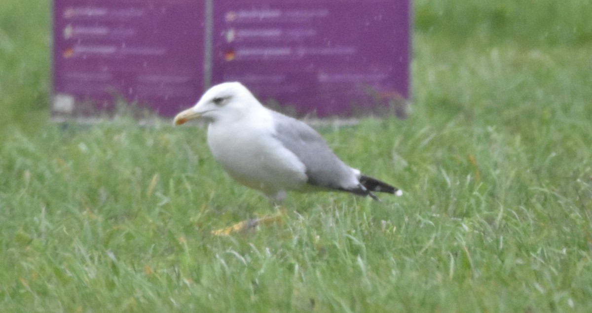 Yellow-legged Gull - ML644509755