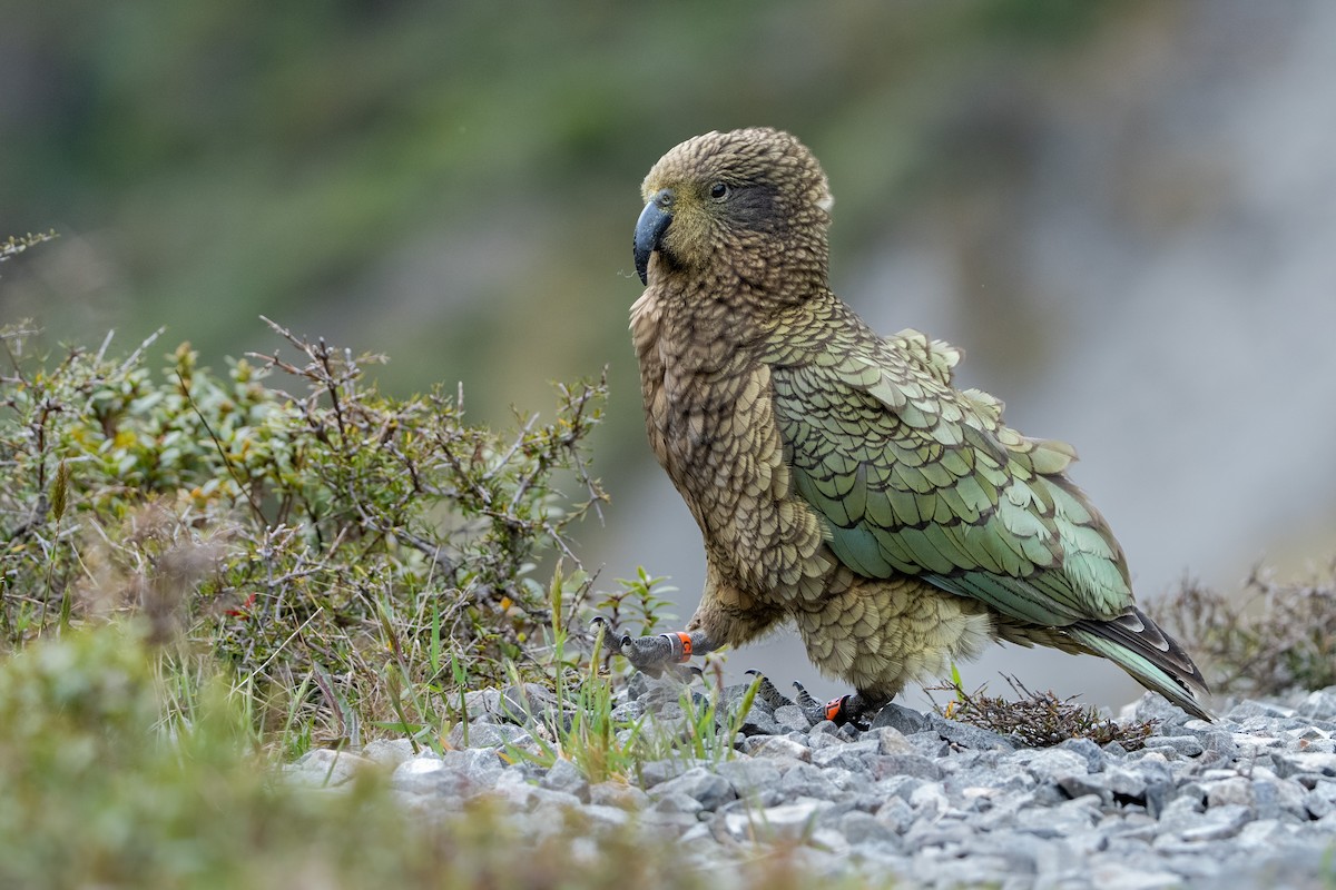 Kea - ML644509756