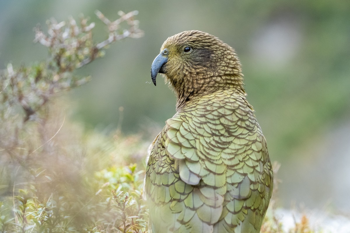 Kea - ML644509757