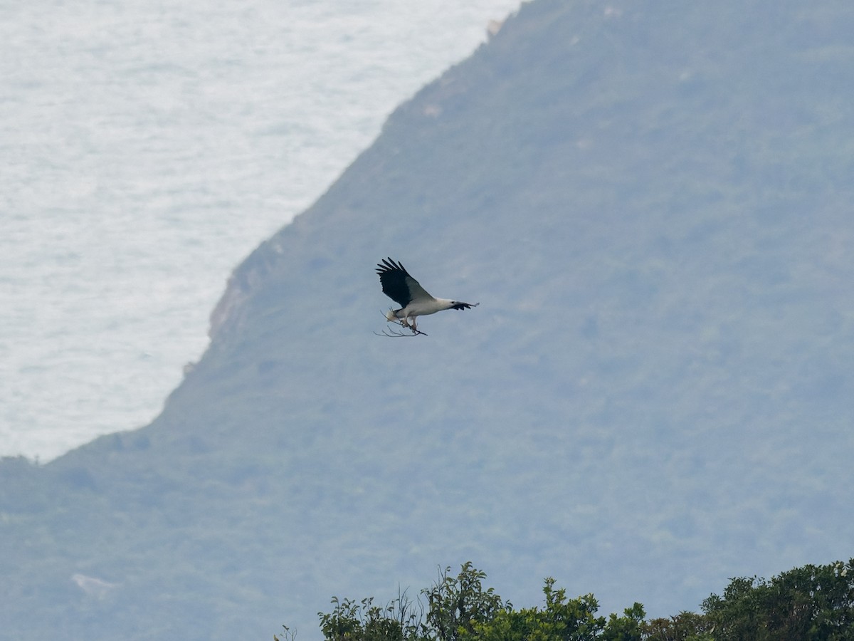 orel bělobřichý - ML644509758