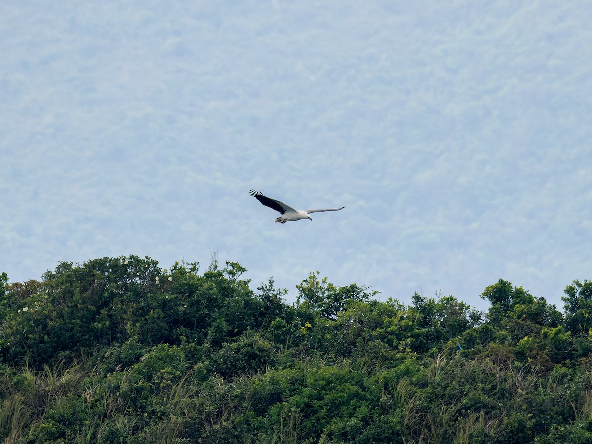 orel bělobřichý - ML644509760