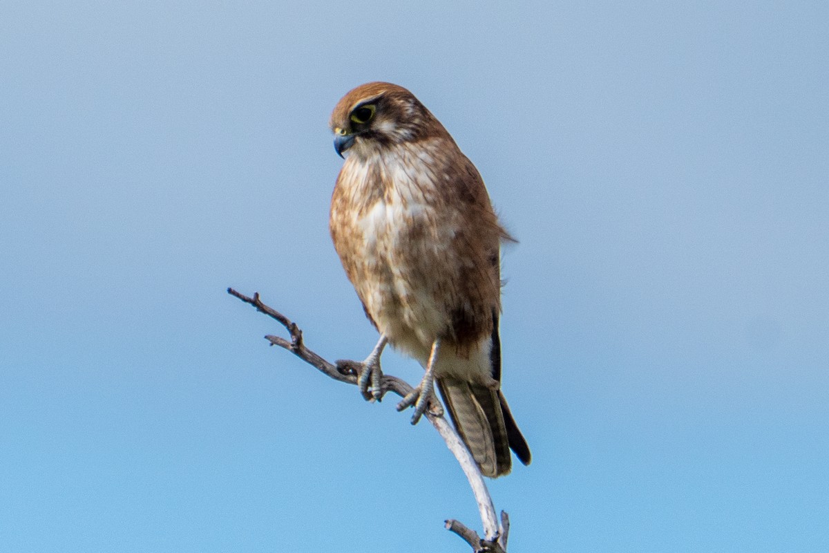Brown Falcon - ML644509762