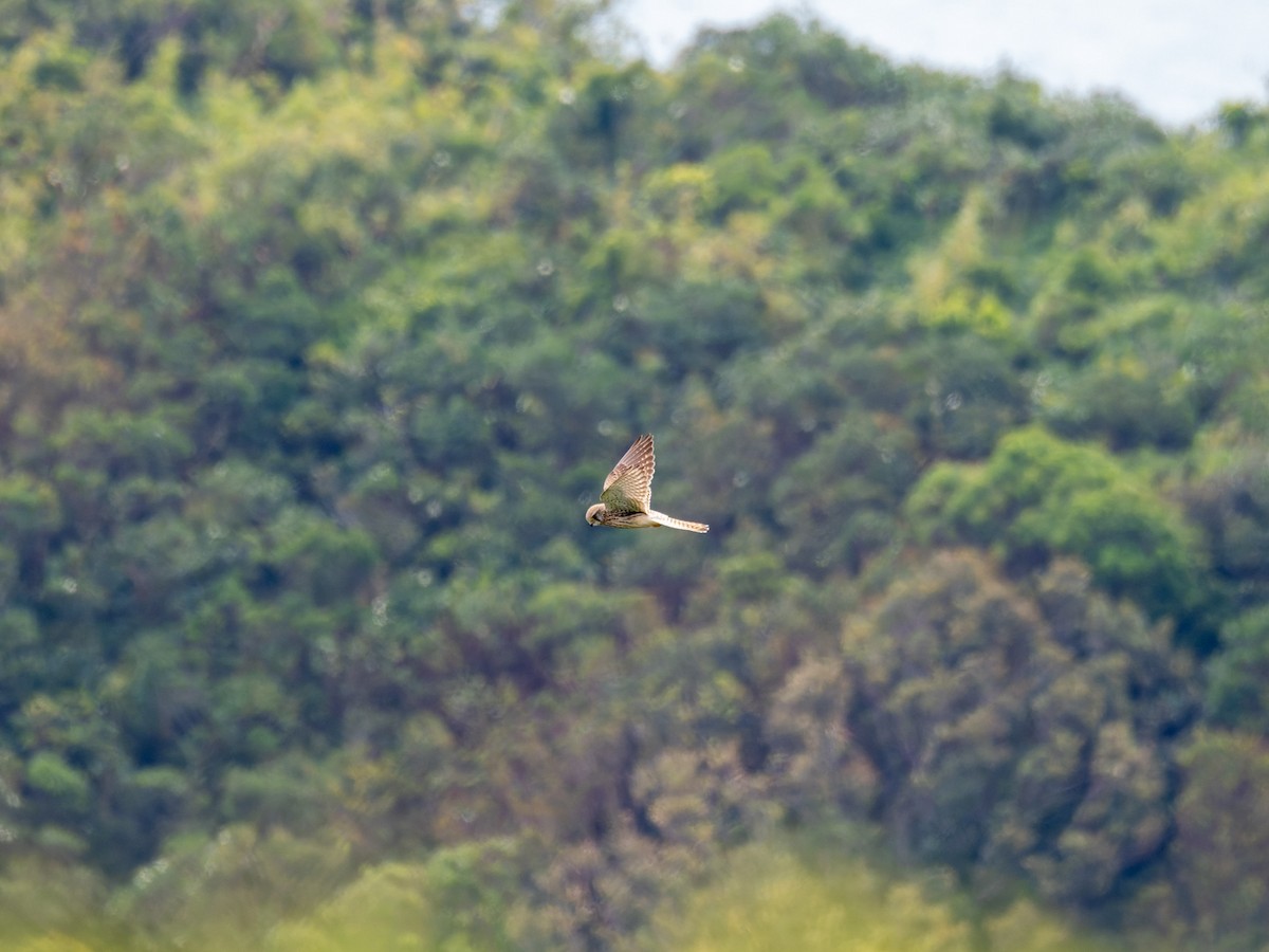 Eurasian Kestrel - ML644509763