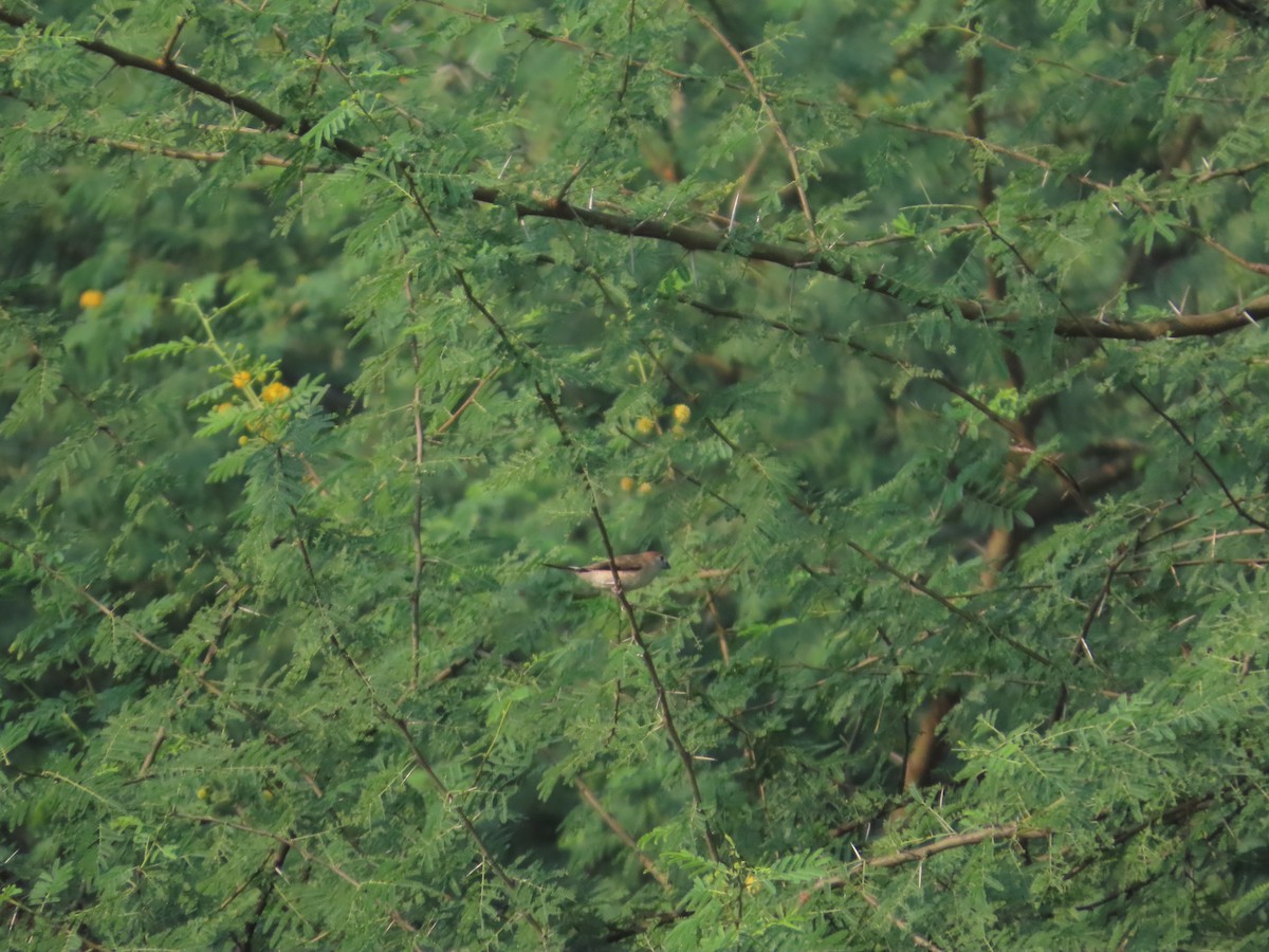 Indian Silverbill - ML644509764