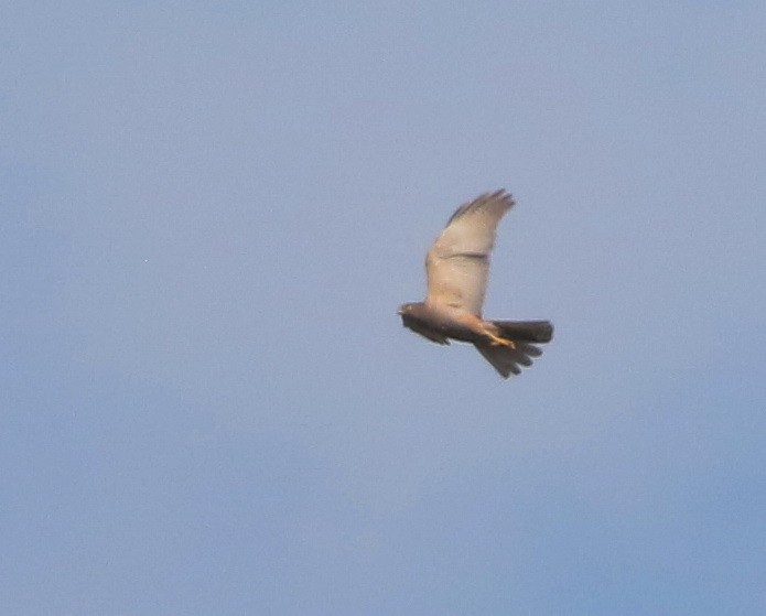 Autour australien - ML644509767