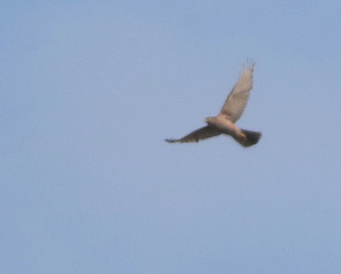 Autour australien - ML644509768