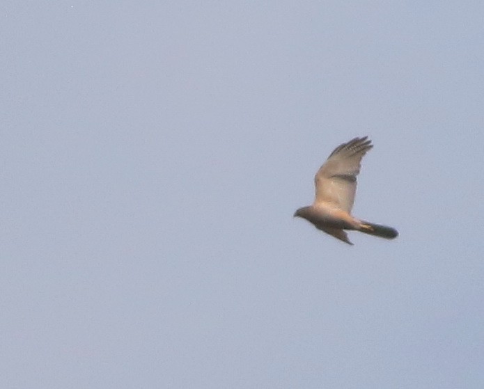 Autour australien - ML644509771