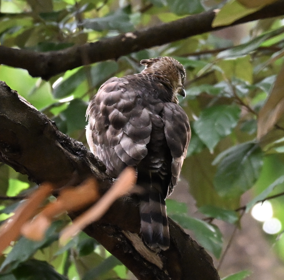 Crested Goshawk - ML644509775