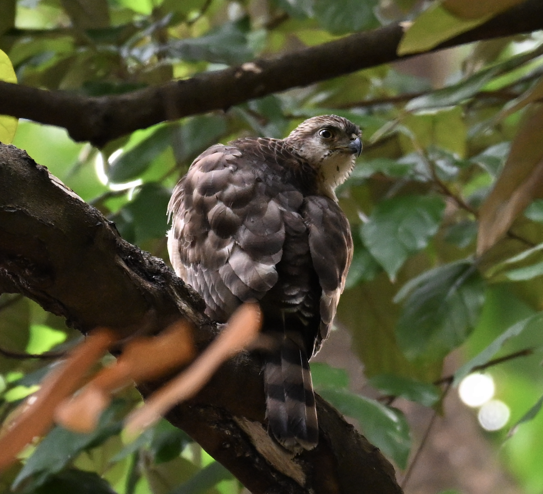 Crested Goshawk - ML644509776
