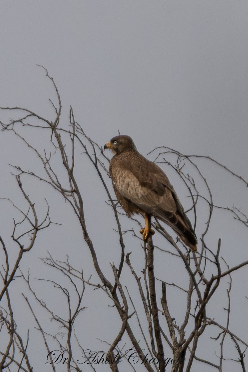 hvitøyevåk - ML644509777