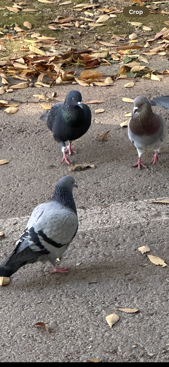 יונת בית - ML644509778