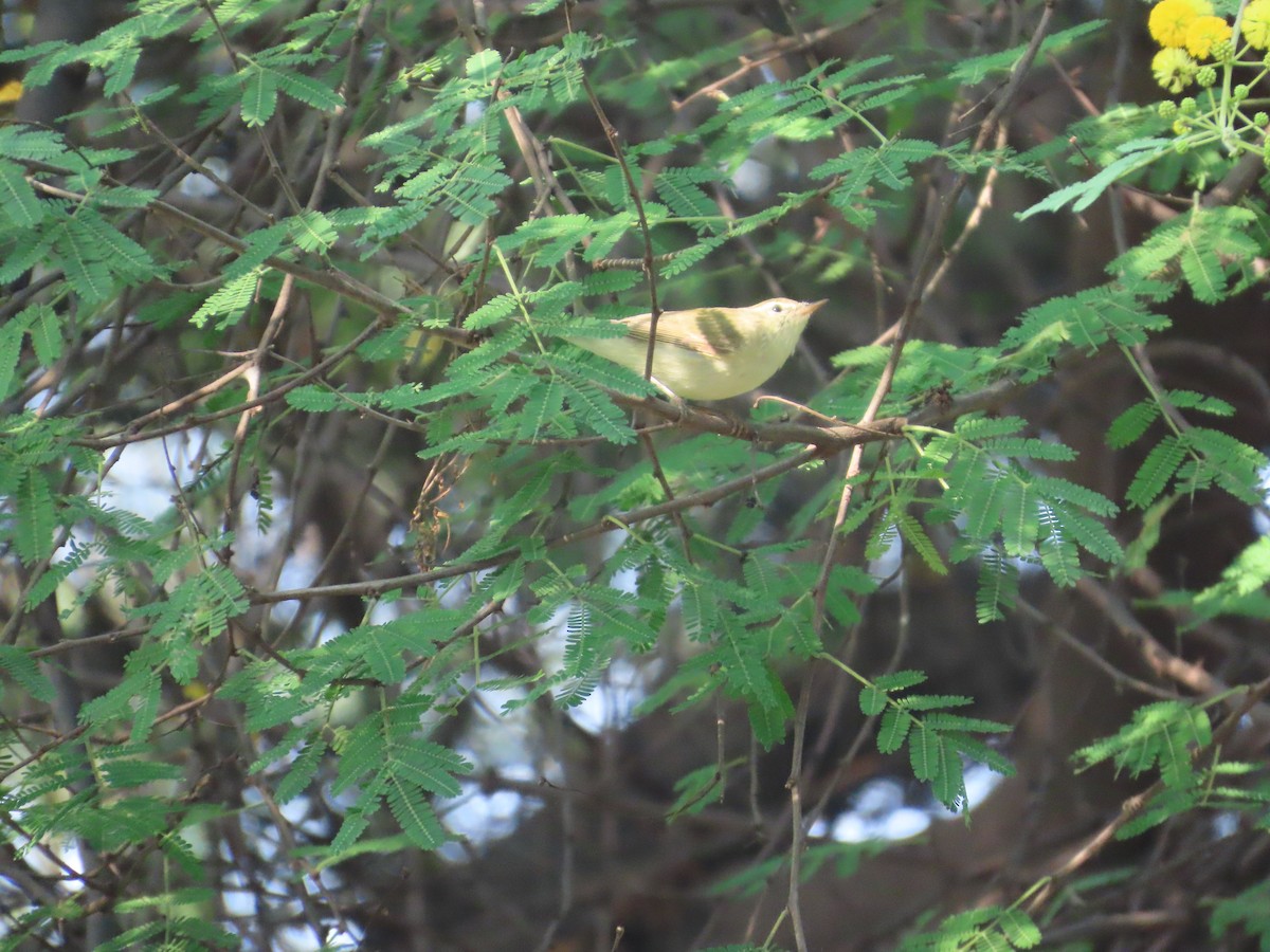 budníček zelený - ML644509781