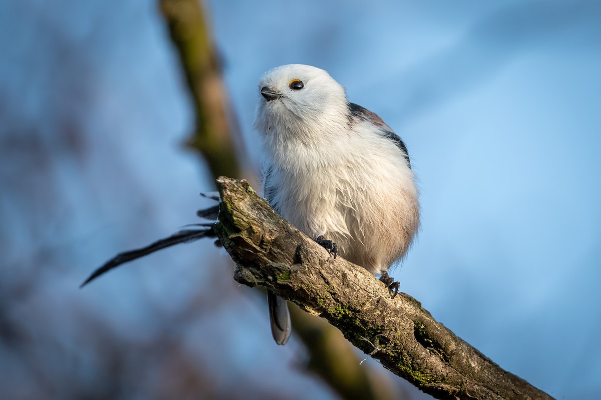 Long-tailed Tit - ML644509782