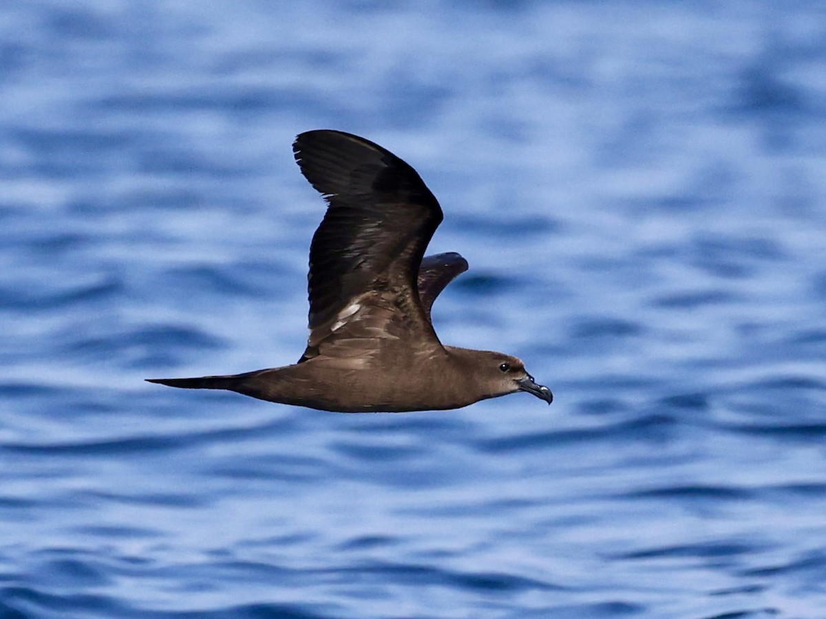 Jouanin's Petrel - ML644509785