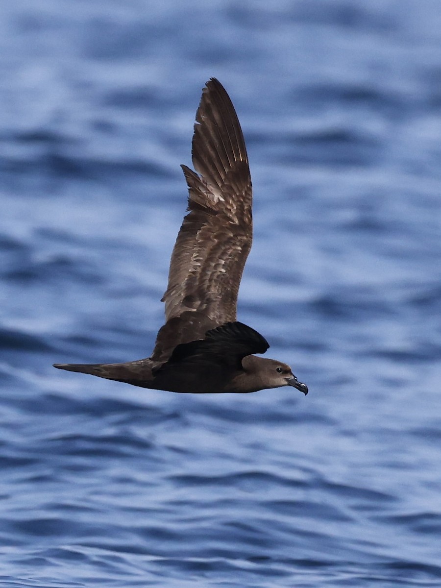Jouanin's Petrel - ML644509786