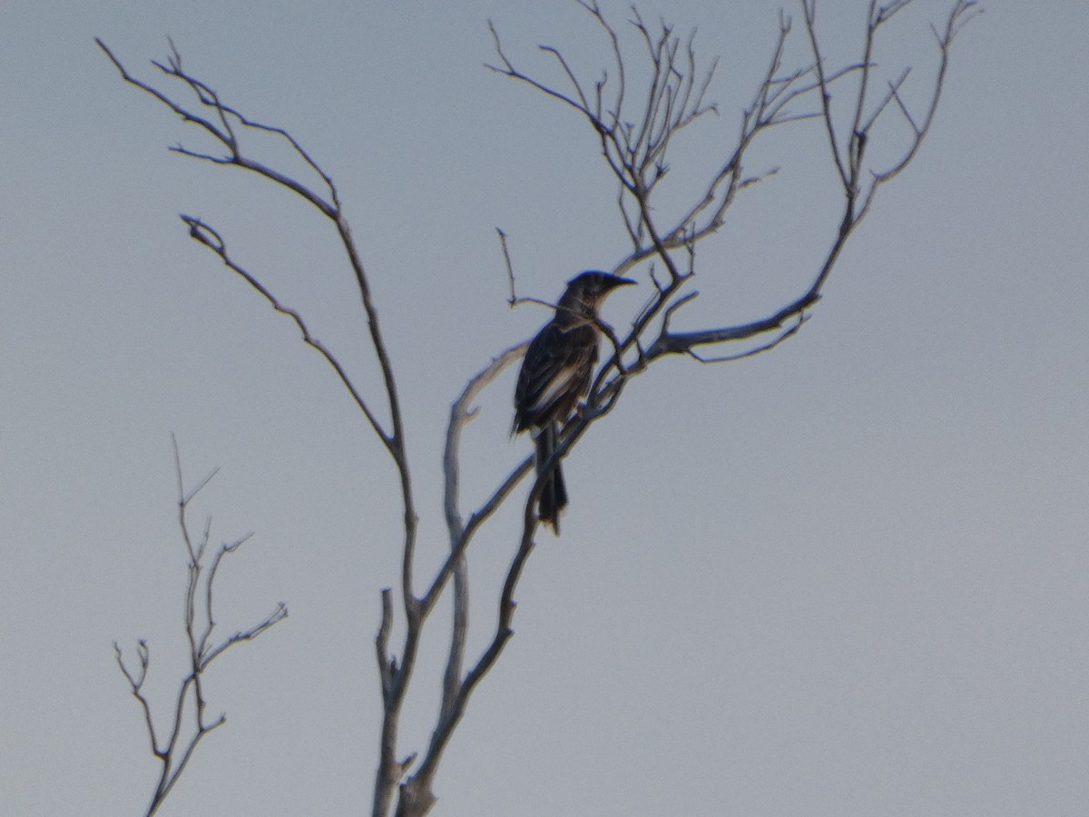 Red Wattlebird - ML644509789