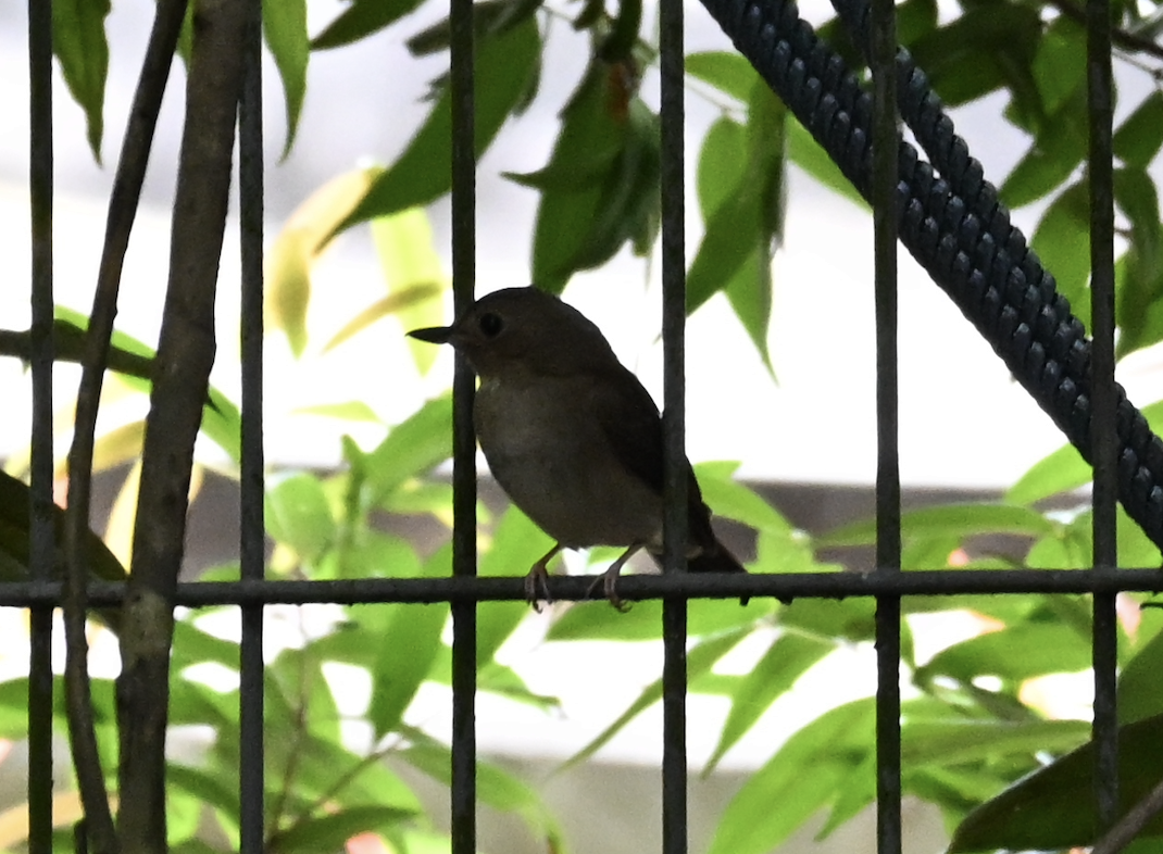 Brown-chested Jungle Flycatcher - ML644509792