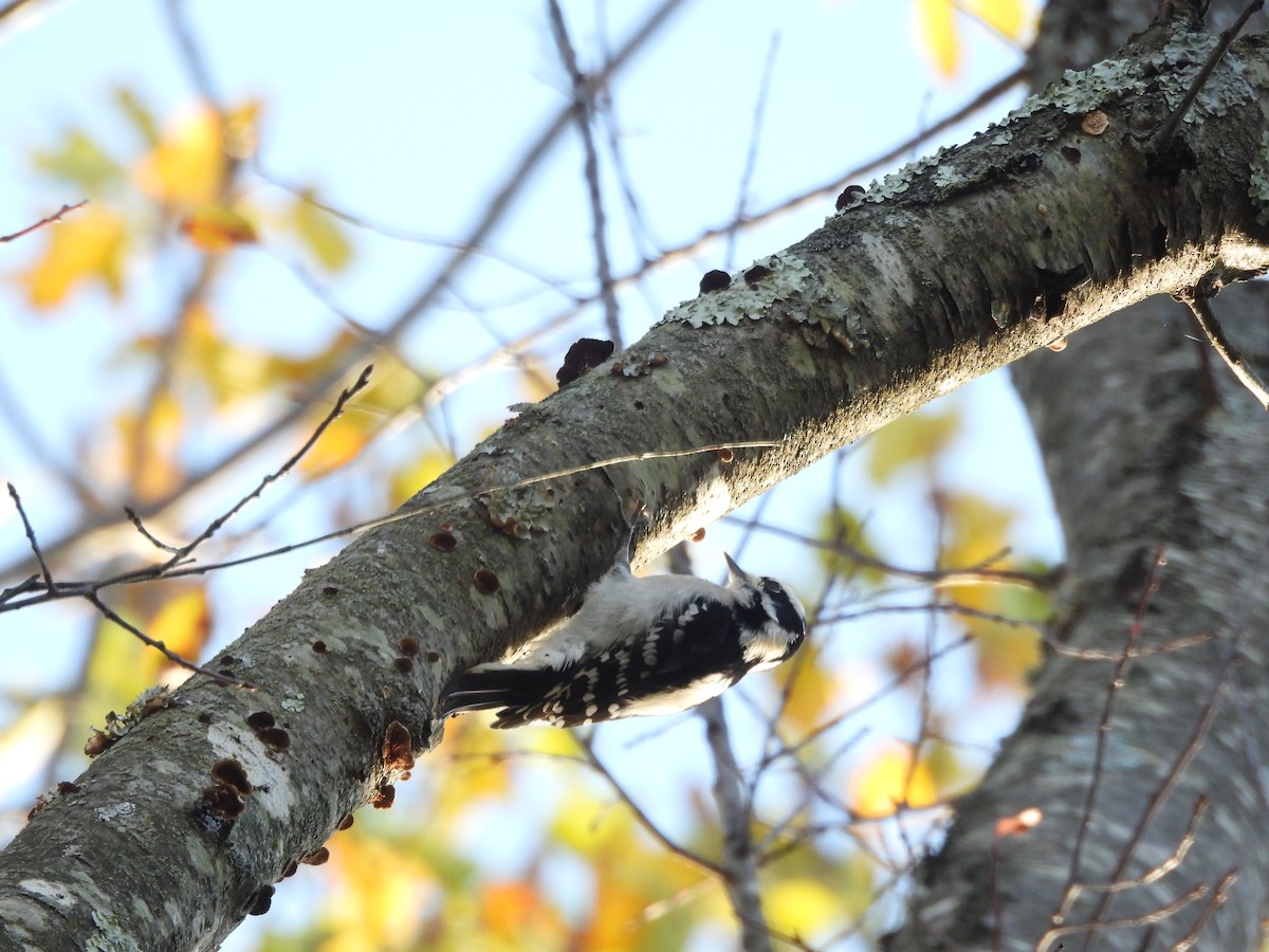 Pico Pubescente - ML644509794