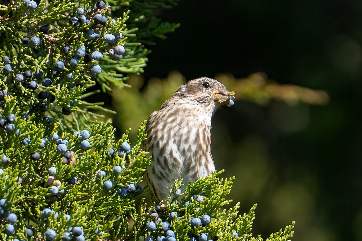 Purple Finch (Eastern) - ML644509799