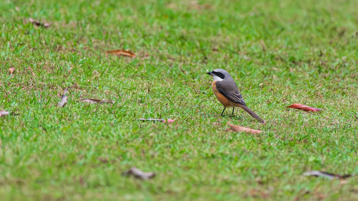 Gray-backed Shrike - ML644509803