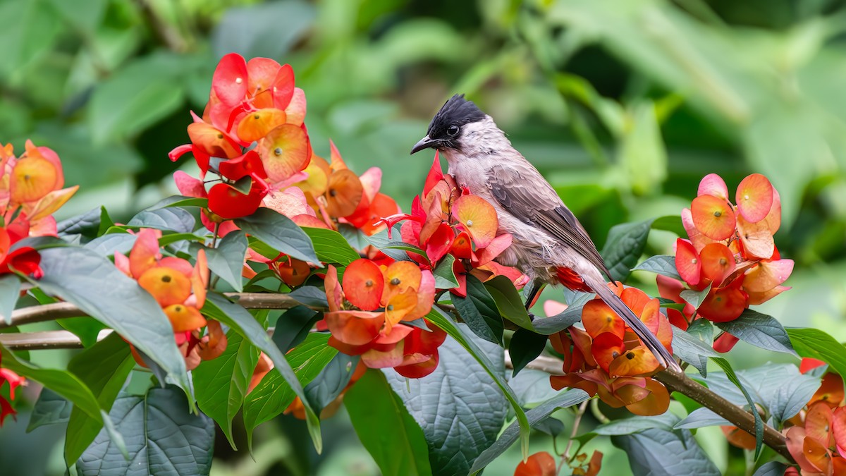 Sooty-headed Bulbul - ML644509911