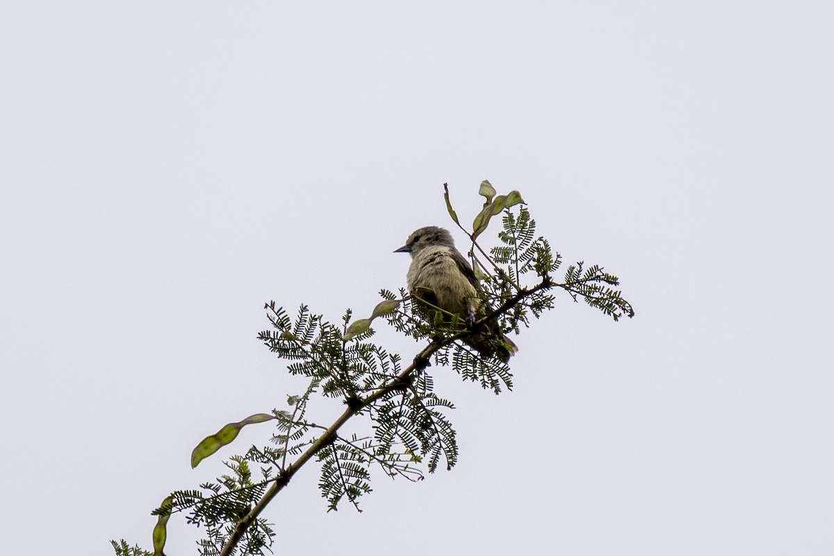 Белолобый ремез - ML644509918