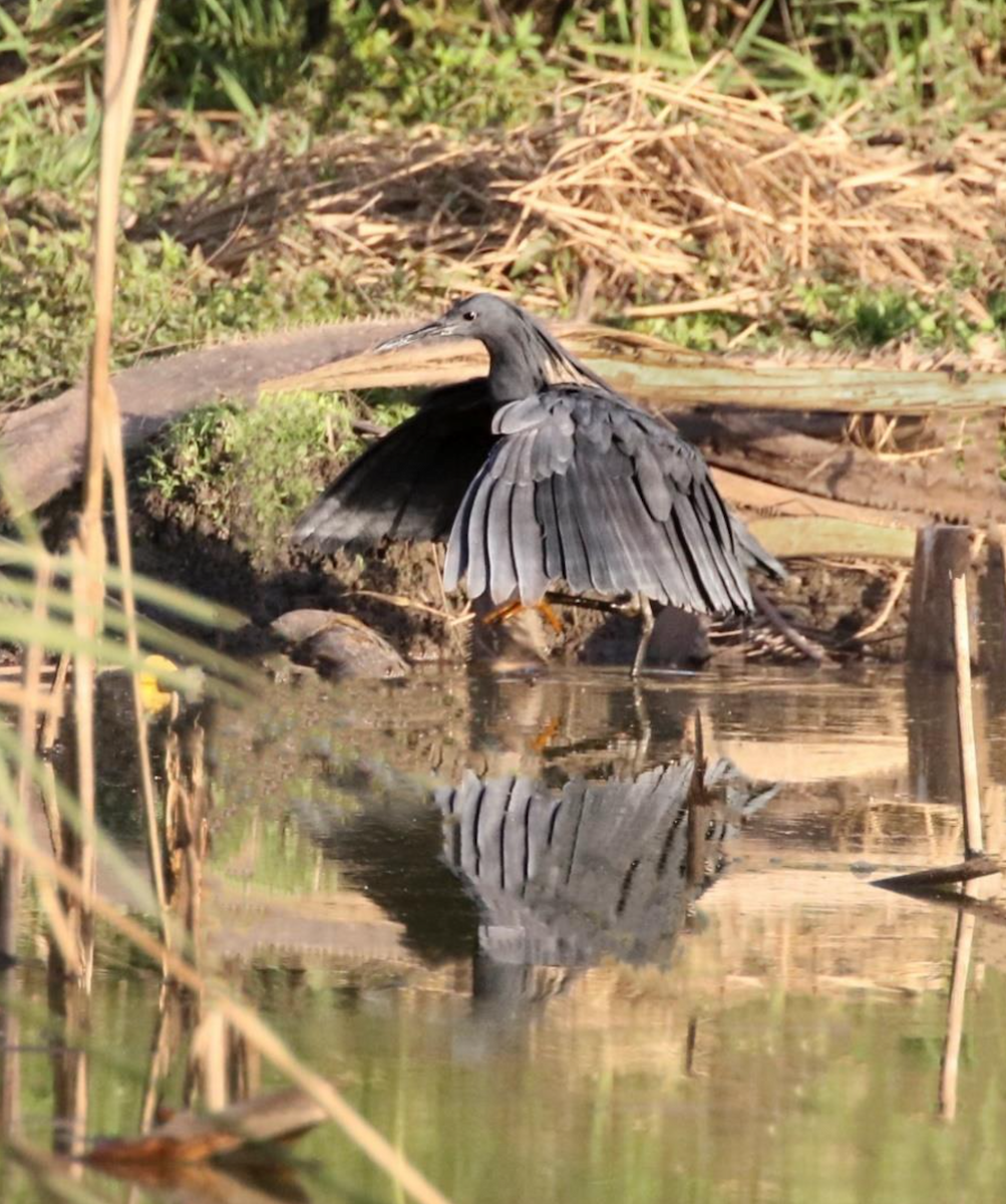 Black Heron - ML644509919