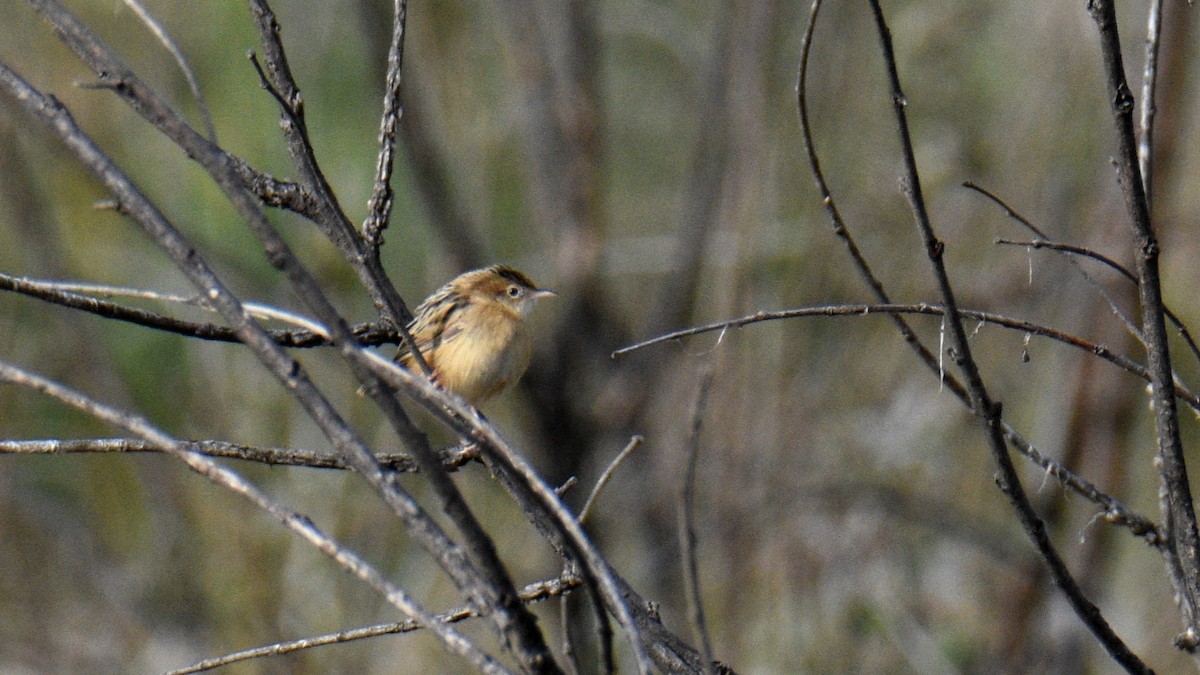 Zitting Cisticola - ML644509932