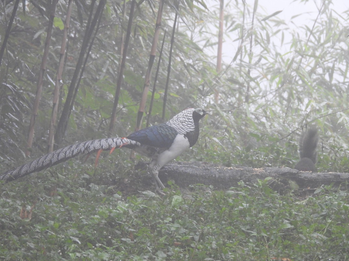Lady Amherst's Pheasant - ML644509933