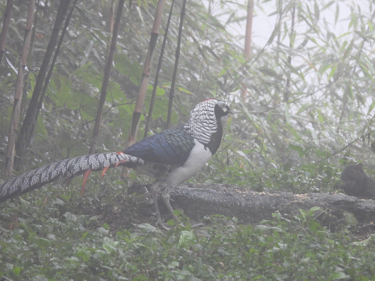 Lady Amherst's Pheasant - ML644509934
