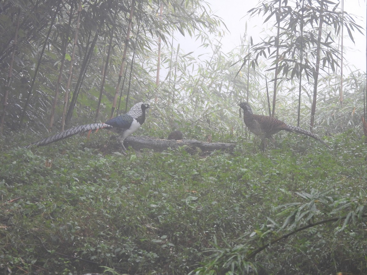 Lady Amherst's Pheasant - ML644509935