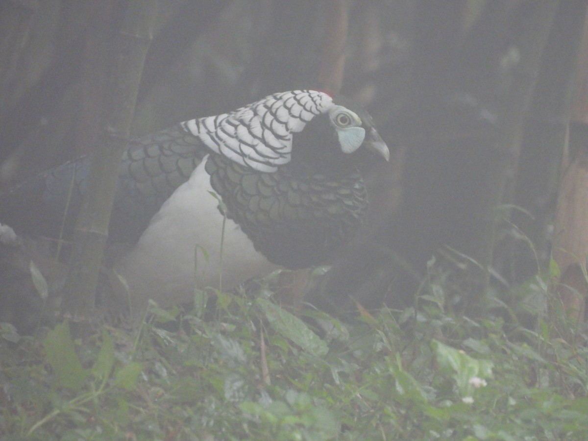 Lady Amherst's Pheasant - ML644509936