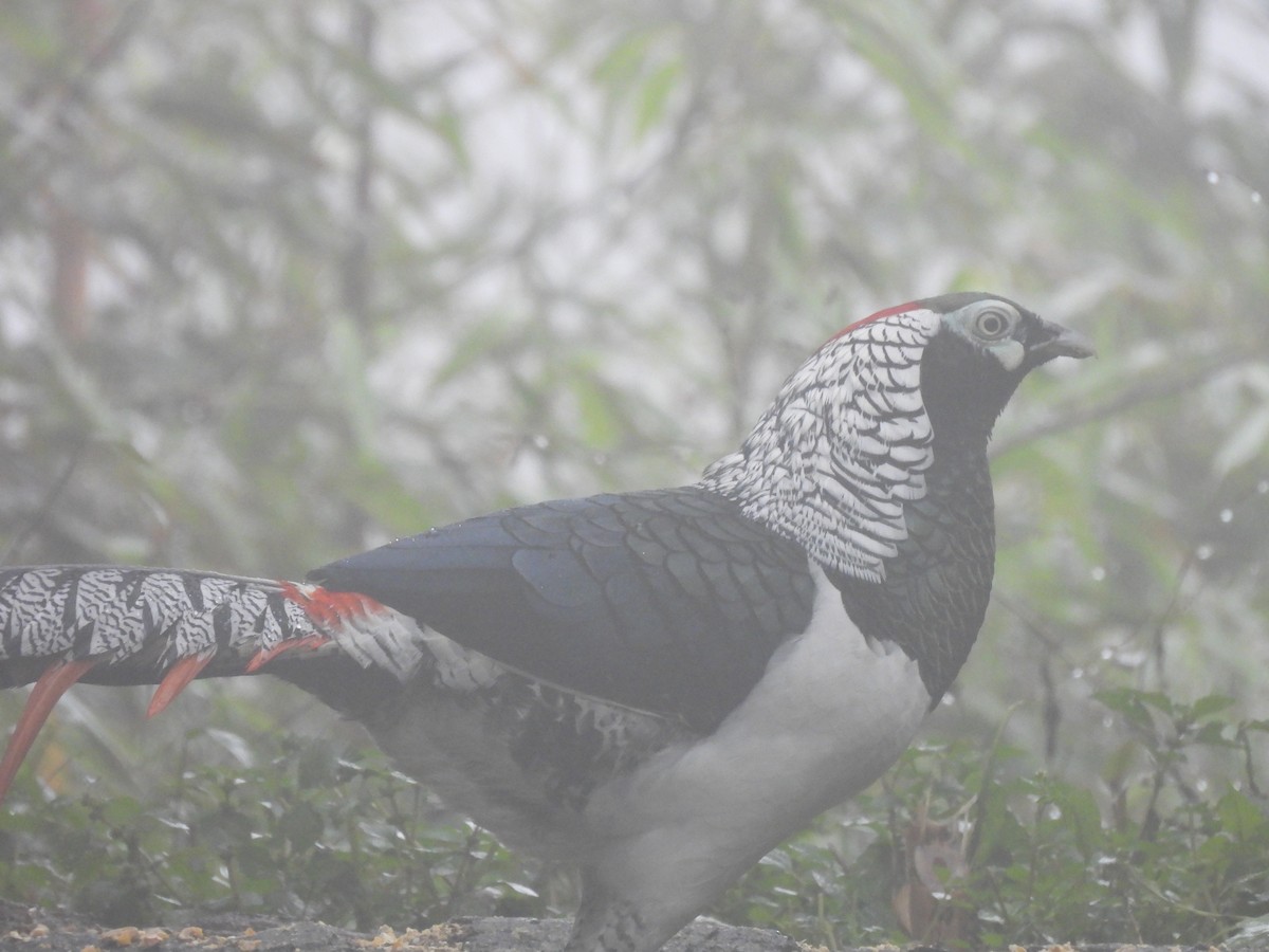 Lady Amherst's Pheasant - ML644509937