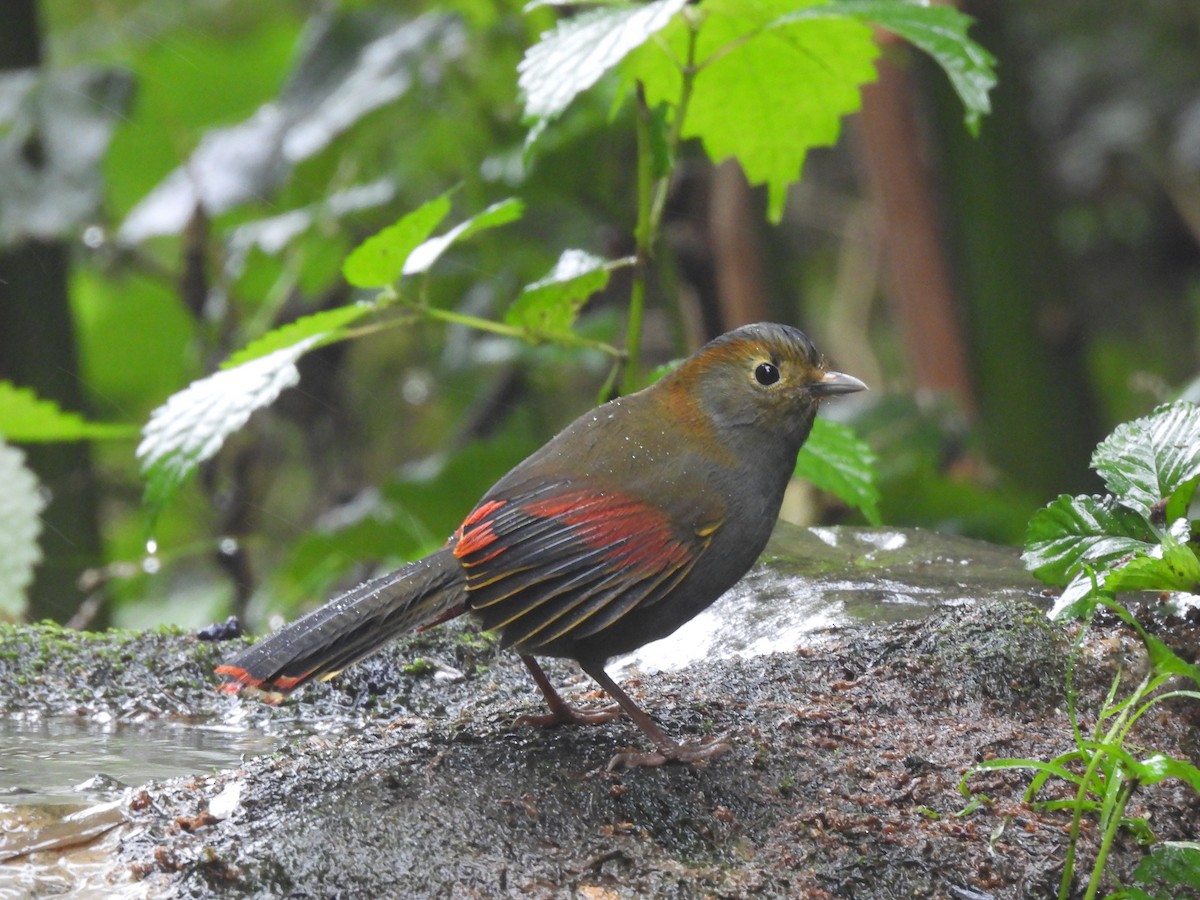 Emei Shan Liocichla - ML644509943