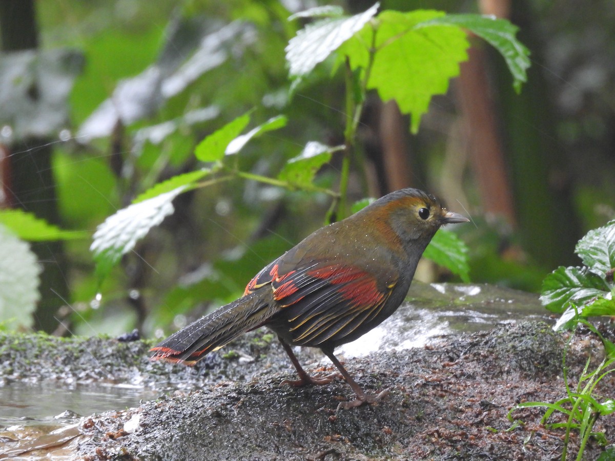 Emei Shan Liocichla - ML644509946