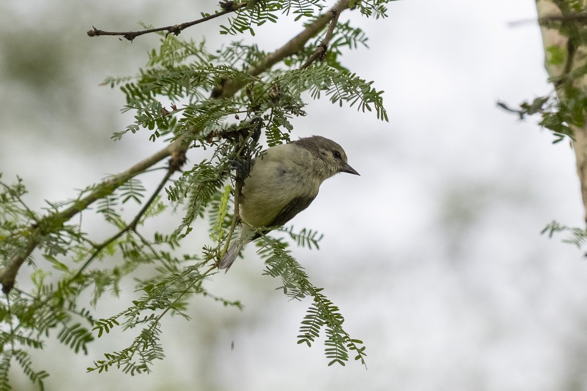 Белолобый ремез - ML644509953