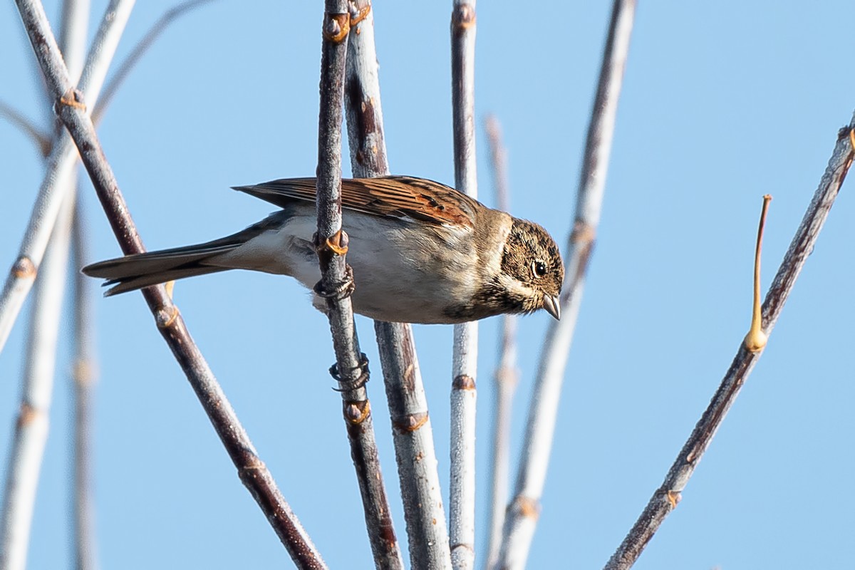 Reed Bunting - ML644509958