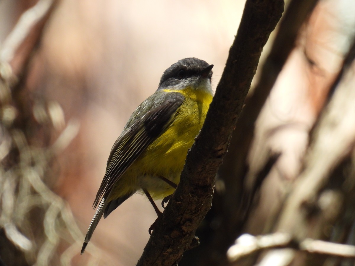 lejsčík žlutý - ML644509965